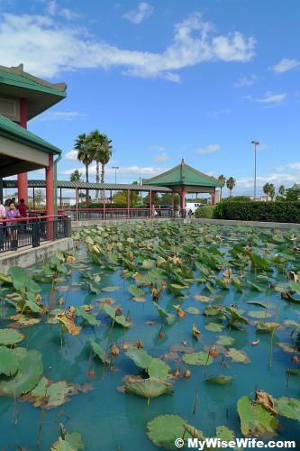 Lotus pond indicating Chinese's horticulture Lotus pond indicating Chinese's horticulture