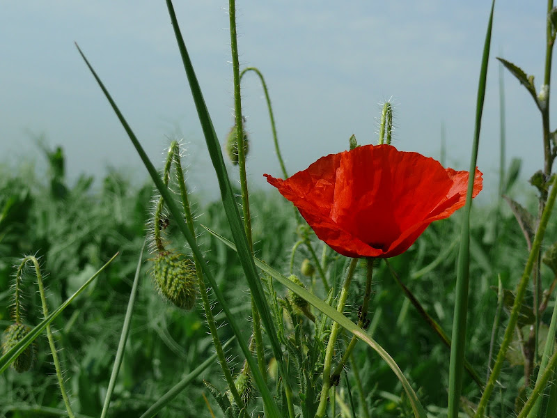 Défi 037 : Proxy-macro de coquelicot P1090821