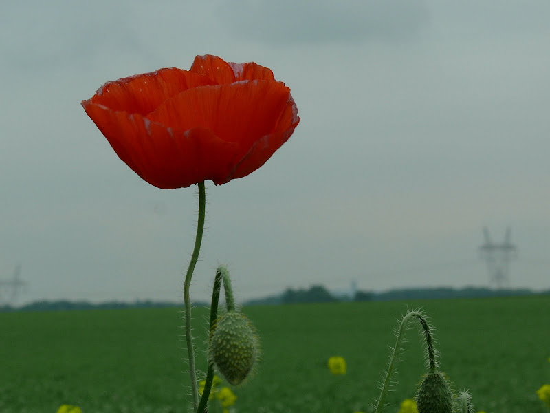 Défi 037 : Proxy-macro de coquelicot P1090974