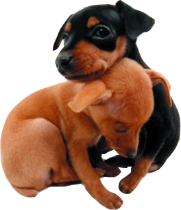 http://lh6.ggpht.com/_OWQVuaPlu6M/TQJ2gEt_ndI/AAAAAAAAACo/MqNyBONNx5I/05.png