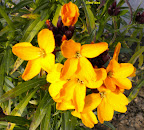 Jardin Fleuri Slideshow