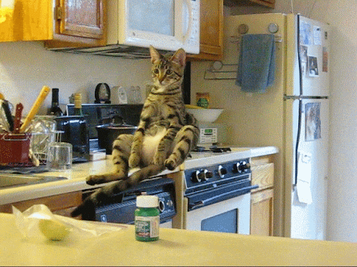 Gif Animado de um Gato Levitando