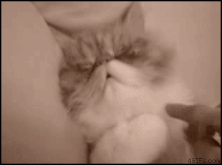 Gif Animado de um Gatinho se Espreguiçando