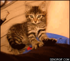Gif Animado de um Gatinho Fazendo Massagem e Depois Dormindo