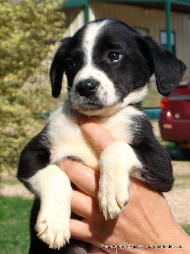 black lab golden retriever mix puppies. back, Yellow