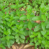 Mint at my garden.