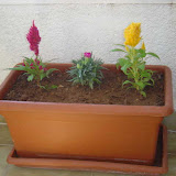 Some plants my mom bought from somewhere.