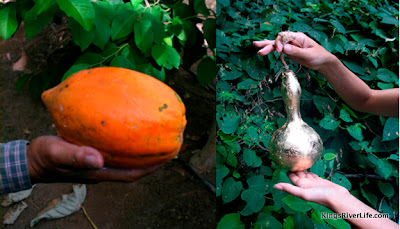 Photo source: Where the Fruits of Labor Reside blog Visalia Art Project