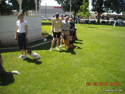 Photo by Jeff Flaming training dogs with remote collars