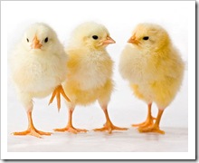 threechicks