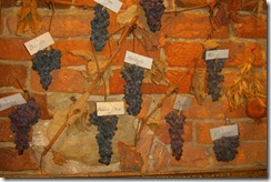 wine%20grapes