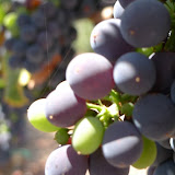 Wine country