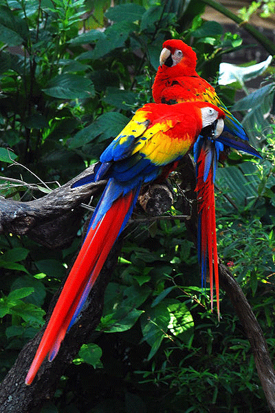 Scarlet-Macaws.png