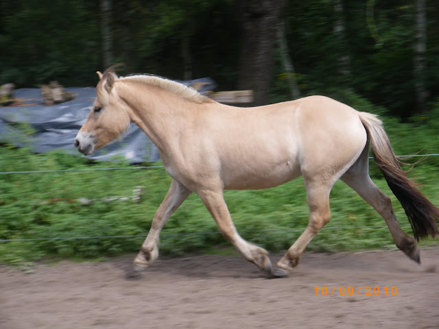 Skyra