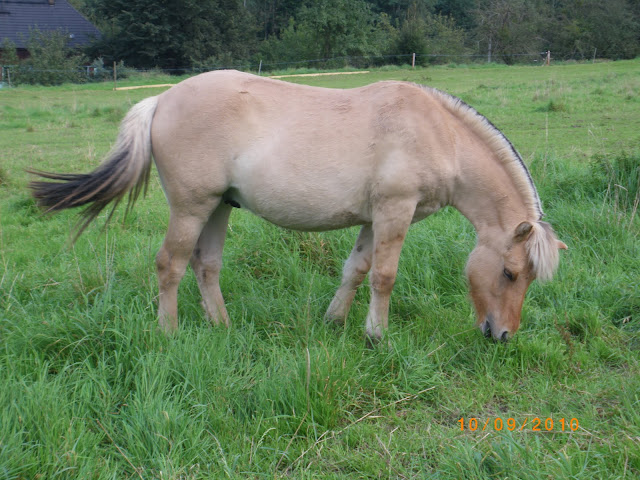 Skandor