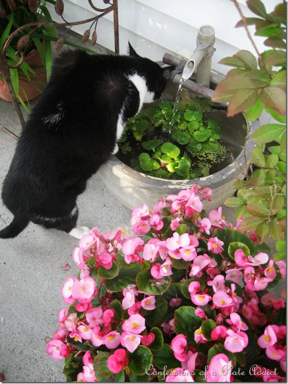 CONFESSIONS OF A PLATE ADDICT Water Feature