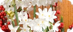 paper whites