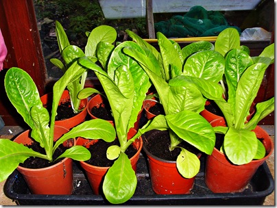 Lettuce