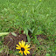 black eyed susans