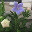 balloon flowers