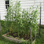Pea 'Alderman'
