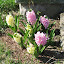Hyacinth - Lady Derby