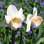 Daffodil 'Kate Heath'