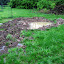 plantingOaks's Boggy place garden