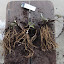 Tradescantia ohiensis
