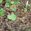 Heuchera 'Firefly'