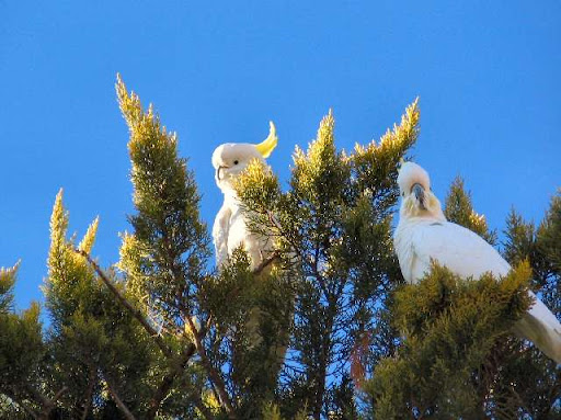 cockatoos