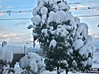 The wet heavy snow piles up and puts a lot of stress on trees and shrubbery.