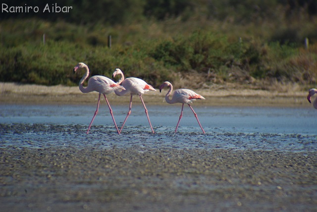 [flamencos posados 13[7].jpg]