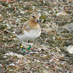Drieteenstrandloper