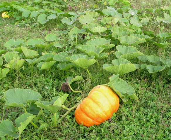 [cinderella pumpkin[3].jpg]
