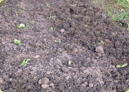 lettuce bed