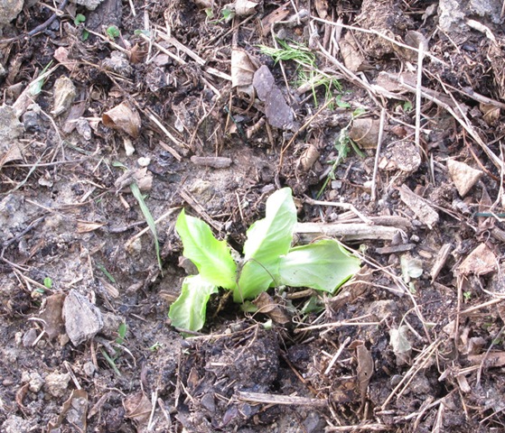 [baby lettuce plant 1.jpg]