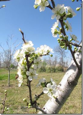 blossoms