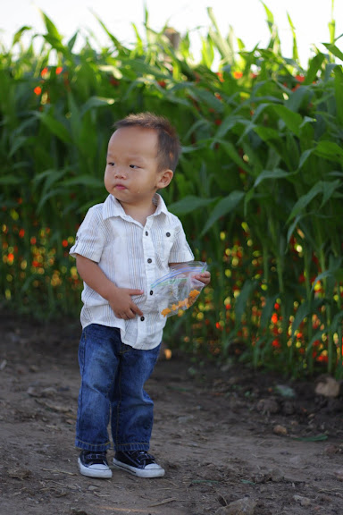 Aidan in a corn maze