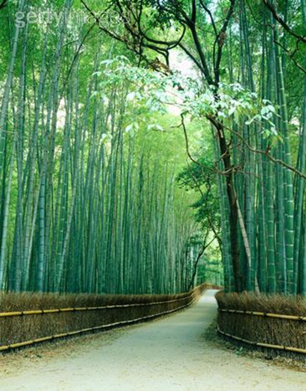 [caminho-bambu-getty[6].jpg]