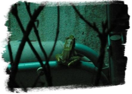 [Frog I[7].jpg]