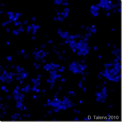 A_alta_DAPI01 A_alta_DAPI01
