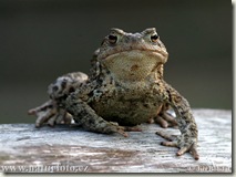 bufo-bufo-22611.jpg bufo-bufo-22611.jpg