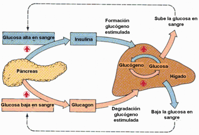[control-glucosa[4].gif]