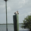 Brown Pelican