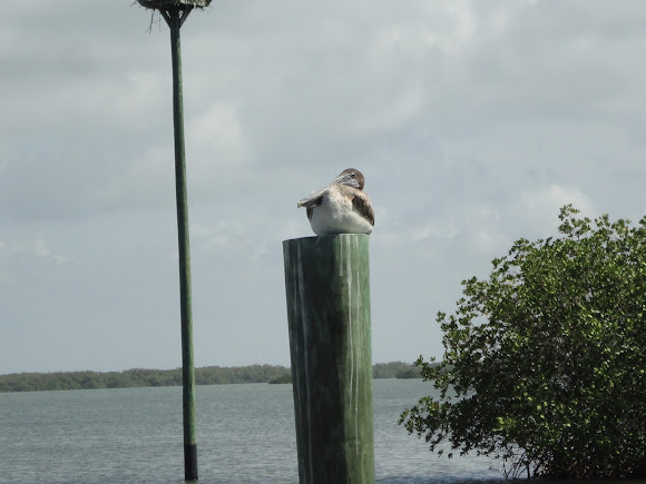 Spotting Image 1