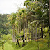 _MG_2372.jpg, Jardin de Balata, Martinique, mai 2009