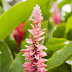 _MG_2376.jpg, Jardin de Balata, Martinique, mai 2009