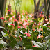 _MG_2377.jpg, Jardin de Balata, Martinique, mai 2009