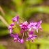 _MG_2389.jpg, Jardin de Balata, Martinique, mai 2009